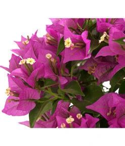 Drillingsblume, Ministamm -Haus Pflanzen Welt 8586844 WE DE 001 BougainvilleaMinistammT18DrillingsblumeDehnerExpressHerzig