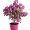 Drillingsblume, Ministamm -Haus Pflanzen Welt 8586844 WE FS 001 BougainvilleaMinistammT18DrillingsblumeDehnerExpressHerzig