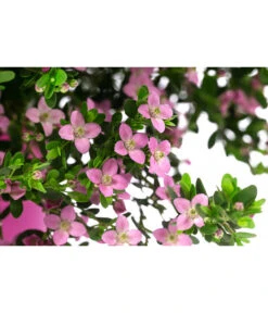 Rote Korallenraute -Haus Pflanzen Welt 8587214 WE DE 001 BoroniaCrenulataBuschT19DehnerExpressHerzig