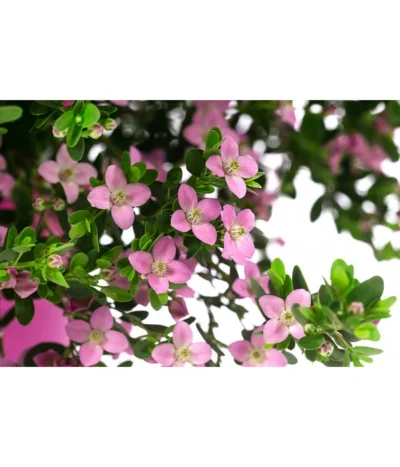 Rote Korallenraute -Haus Pflanzen Welt 8587214 WE DE 001 BoroniaCrenulataBuschT19DehnerExpressHerzig