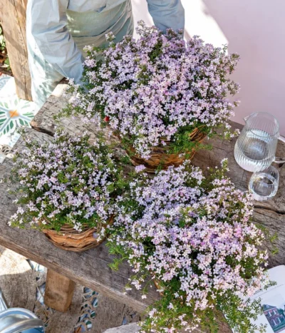 Rote Korallenraute -Haus Pflanzen Welt 8587214 WE MO 001 KorallenrauteBoronia