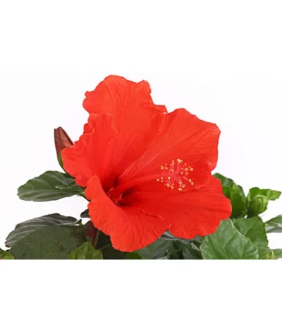 Zimmerhibiskus - Hibiscus Rosa-sinensis, Stämmchen, Verschiedene Sorten 19 Zimmerhibiskus - Hibiscus Rosa-sinensis, Stämmchen, Verschiedene Sorten -Haus Pflanzen Welt 8587347 PR DE 002 HibiscusStammMixT17DehnerExpressHerzig