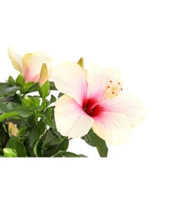 Zimmerhibiskus - Hibiscus Rosa-sinensis, Stämmchen, Verschiedene Sorten 20 Zimmerhibiskus - Hibiscus Rosa-sinensis, Stämmchen, Verschiedene Sorten -Haus Pflanzen Welt 8587347 PR DE 003 HibiscusStammMixT17DehnerExpressHerzig