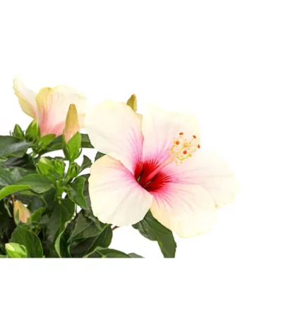 Zimmerhibiskus - Hibiscus Rosa-sinensis, Stämmchen, Verschiedene Sorten 20 Zimmerhibiskus - Hibiscus Rosa-sinensis, Stämmchen, Verschiedene Sorten -Haus Pflanzen Welt 8587347 PR DE 003 HibiscusStammMixT17DehnerExpressHerzig