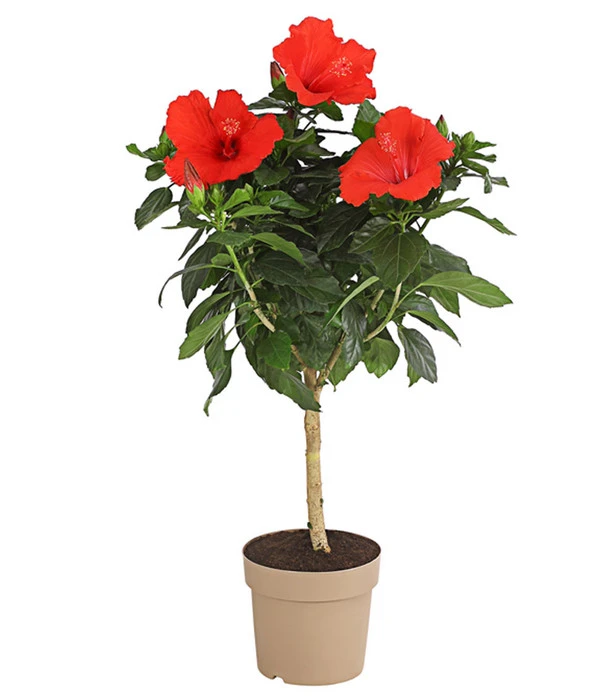 Zimmerhibiskus - Hibiscus Rosa-sinensis, Stämmchen, Verschiedene Sorten 4 Zimmerhibiskus - Hibiscus Rosa-sinensis, Stämmchen, Verschiedene Sorten – Bild 2