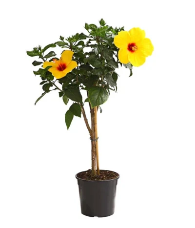 Zimmerhibiskus - Hibiscus Rosa-sinensis, Stämmchen, Verschiedene Sorten 15 Zimmerhibiskus - Hibiscus Rosa-sinensis, Stämmchen, Verschiedene Sorten -Haus Pflanzen Welt 8587347 WE FS 002 HibiskusHibiscusStammMixT17OWDehnerExpressHerzig