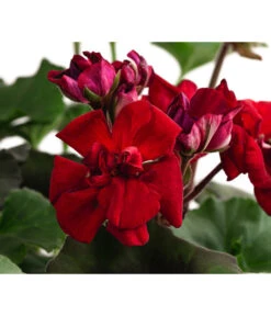 Stehende Geranie, Rot -Haus Pflanzen Welt 8587669 DE FS 001 PelargonienZonaleT23Geranie