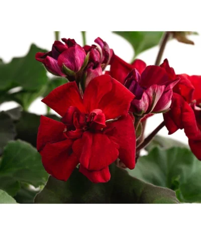Stehende Geranie, Rot -Haus Pflanzen Welt 8587669 DE FS 001 PelargonienZonaleT23Geranie