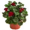 Stehende Geranie, Rot -Haus Pflanzen Welt 8587669 WE FS 002 PelargonienZonaleT23Geranie