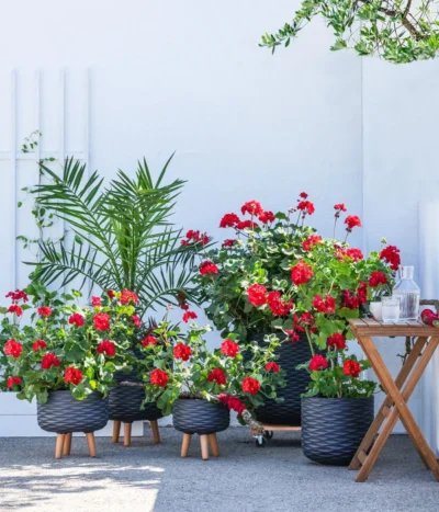 Stehende Geranie, Rot -Haus Pflanzen Welt 8587669 WE MO 001 PelargonienZonaleT23Geranie