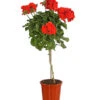 Geranie, Stämmchen, Verschiedene Farben -Haus Pflanzen Welt 8587818 PR FS 001 PelargoniumStammT17DehnerExpressHerzig