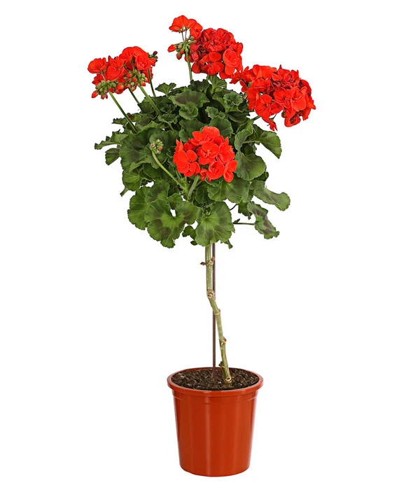 Geranie, Stämmchen, Verschiedene Farben 3 Geranie, Stämmchen, Verschiedene Farben