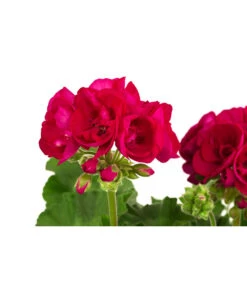 Geranie, Stämmchen, Verschiedene Farben 12 Geranie, Stämmchen, Verschiedene Farben -Haus Pflanzen Welt 8587818 WE DE 001 GeraniePelargoniumStammMixT17