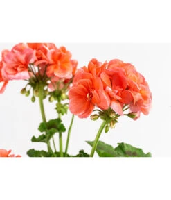 Geranie, Stämmchen, Verschiedene Farben 13 Geranie, Stämmchen, Verschiedene Farben -Haus Pflanzen Welt 8587818 WE DE 002 GeraniePelargoniumStammMixT17