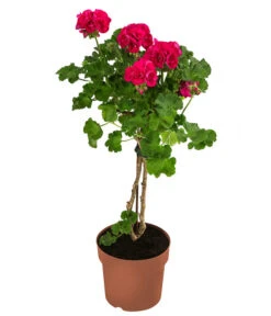 Geranie, Stämmchen, Verschiedene Farben 9 Geranie, Stämmchen, Verschiedene Farben -Haus Pflanzen Welt 8587818 WE FS 001 GeraniePelargoniumStammMixT17