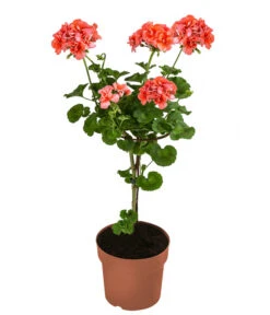 Geranie, Stämmchen, Verschiedene Farben 10 Geranie, Stämmchen, Verschiedene Farben -Haus Pflanzen Welt 8587818 WE FS 002 GeraniePelargoniumStammMixT17