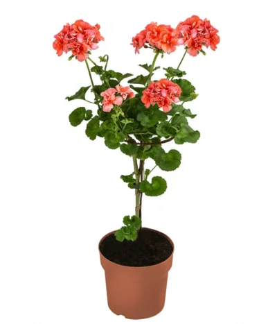 Geranie, Stämmchen, Verschiedene Farben -Haus Pflanzen Welt 8587818 WE FS 002 GeraniePelargoniumStammMixT17