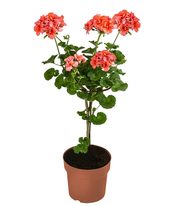 Geranie, Stämmchen, Verschiedene Farben 5 Geranie, Stämmchen, Verschiedene Farben – Bild 3