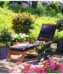 Wandelröschen, Busch -Haus Pflanzen Welt 8588204 WE MO 001 WandelroeschenLantaneLantanaOrangeKuebelpflanzenBlumenparkKatalog2016Herzig