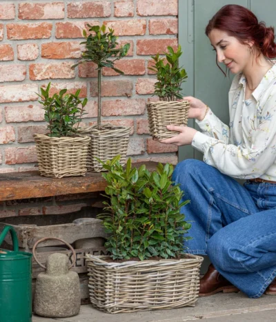 Echter Lorbeer -Haus Pflanzen Welt 8589046 WE MO 001 Lorbeer 1