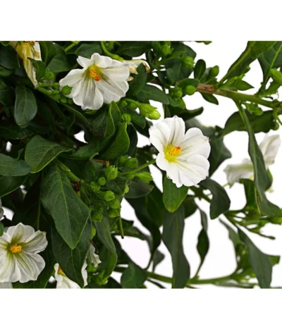 Enzianstrauch, Stämmchen -Haus Pflanzen Welt 8589137 8597171 PR DE 001 SolanumEnzianStamm17DehnerExpressHerzig