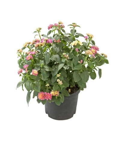 Wandelröschen, Busch