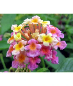 Wandelröschen, Busch -Haus Pflanzen Welt 8589392 WE DE LantanaLilaPixabay