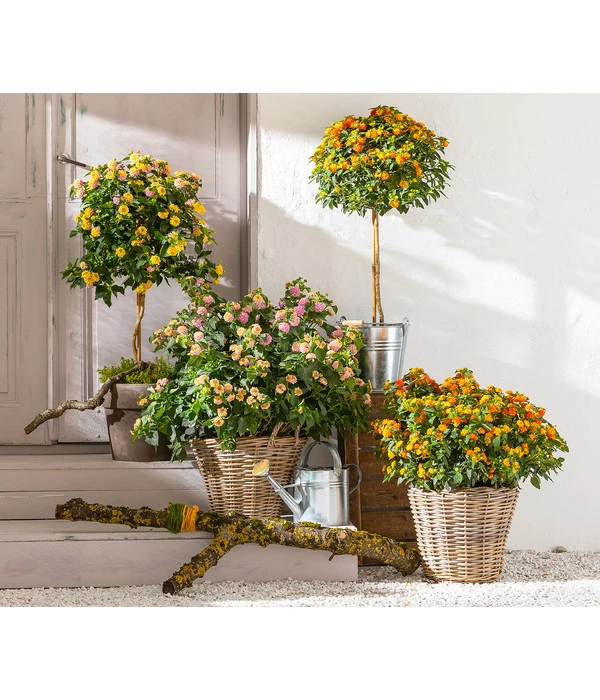 Wandelröschen, Stämmchen 4 Wandelröschen, Stämmchen – Bild 2