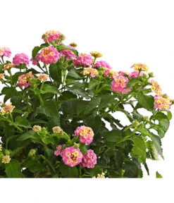 Wandelröschen, Stämmchen 11 Wandelröschen, Stämmchen -Haus Pflanzen Welt 8589442 WE DE 001 LantanaCamaraStammT17LilaOWDehnerExpressHerzig