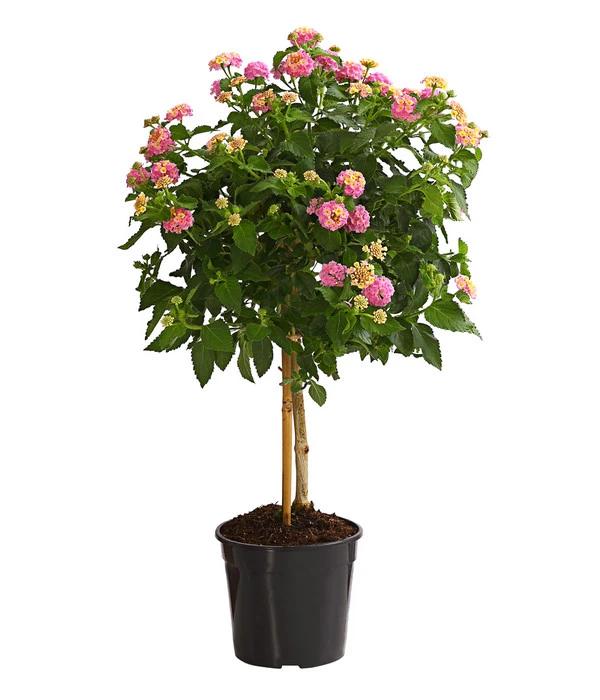 Wandelröschen, Stämmchen 3 Wandelröschen, Stämmchen