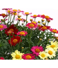 Margeriten-Trio -Haus Pflanzen Welt 8589590 WE DE 001 MargeriteArgyranthemumBuschTrioT18DehnerExpressHerzig