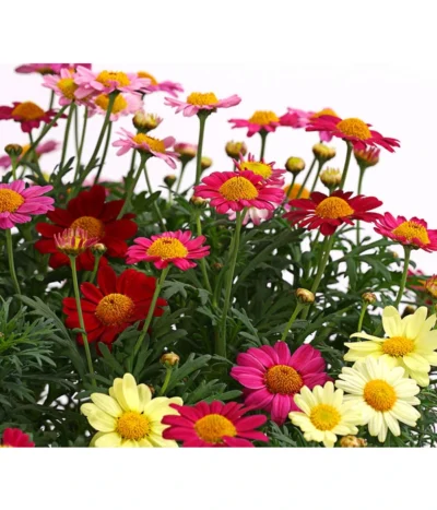 Margeriten-Trio -Haus Pflanzen Welt 8589590 WE DE 001 MargeriteArgyranthemumBuschTrioT18DehnerExpressHerzig