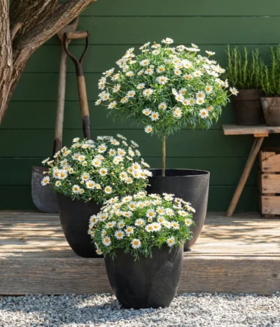 Margerite, Stämmchen, Weiß -Haus Pflanzen Welt 8589616 8596280 WE MO 001 Margeriten