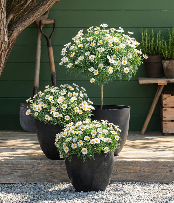 Margerite, Stämmchen, Weiß 4 Margerite, Stämmchen, Weiß – Bild 2