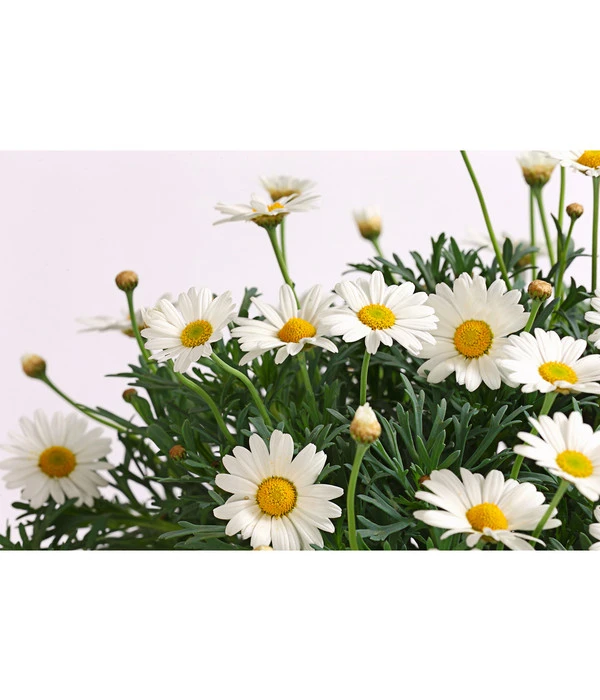 Margerite, Stämmchen, Weiß 7 Margerite, Stämmchen, Weiß – Bild 5