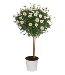 Margerite, Stämmchen, Weiß