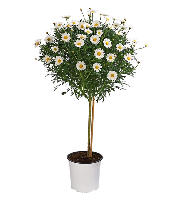 Margerite, Stämmchen, Weiß 3 Margerite, Stämmchen, Weiß