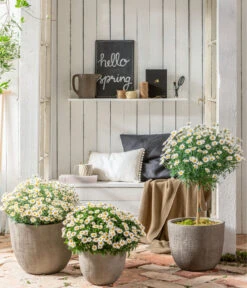 Margerite, Stämmchen, Weiß 9 Margerite, Stämmchen, Weiß -Haus Pflanzen Welt 8589616 WE MO 001 MargeriteBuschStammT18WeissGC042021