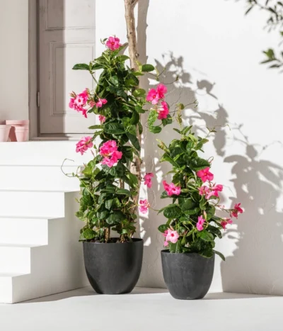 Dipladenie, Pyramide, Rosa -Haus Pflanzen Welt 8589871 WE MO 002 Dipladenie