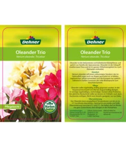 Oleander-Trio 13 Oleander-Trio -Haus Pflanzen Welt 8590291 8596843 NeriumoleanderTrio 01 12 17