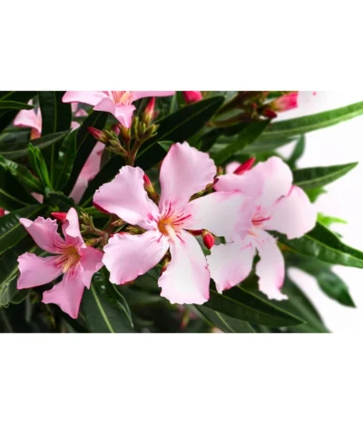 Oleander, Solitärbusch, Verschiedene Sorten -Haus Pflanzen Welt 8590549 WE DE 001 OleanderBuschMixRosaT40