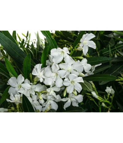 Oleander, Solitärbusch, Verschiedene Sorten -Haus Pflanzen Welt 8590549 WE DE 001 OleanderBuschMixWeissT40
