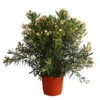 Oleander, Solitärbusch, Verschiedene Sorten 2 Oleander, Solitärbusch, Verschiedene Sorten -Haus Pflanzen Welt 8590549 WE FS 001 NeriumOleanderOleanderBuschGelbT40