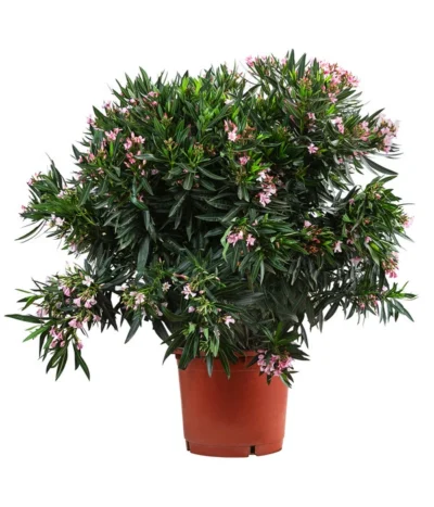 Oleander, Solitärbusch, Verschiedene Sorten -Haus Pflanzen Welt 8590549 WE FS 001 OleanderBuschMixRosaT40