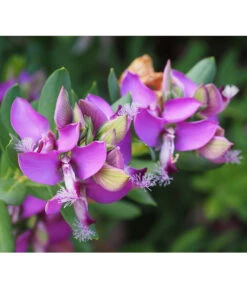 Kreuzblume, Stämmchen 13 Kreuzblume, Stämmchen -Haus Pflanzen Welt 8590994 PR DE 001 PolygalaMyrtifoliaKreuzblumePixabay