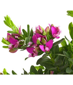 Kreuzblume, Stämmchen 12 Kreuzblume, Stämmchen -Haus Pflanzen Welt 8590994 WE DE 001 KreuzbluemchenPolygalaStammLilaT17DehnerExpressHerzig