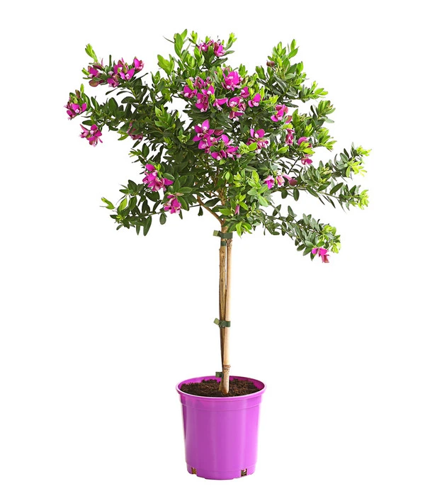 Kreuzblume, Stämmchen 3 Kreuzblume, Stämmchen