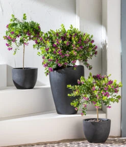 Kreuzblume, Stämmchen 11 Kreuzblume, Stämmchen -Haus Pflanzen Welt 8590994 WE MO 001 KreuzblumePolygalsStamm