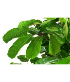 Queensland-Strahlenaralie - Schefflera Actinophylla 'Amate' -Haus Pflanzen Welt 8591257 WE DE 001 ScheffleraAmateTuffT30