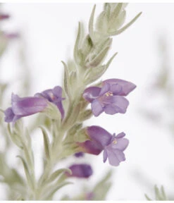 Emustrauch 5 Emustrauch -Haus Pflanzen Welt 8591265 PR DE 001 EremophilaNiveaBusch22DehnerExpressZS